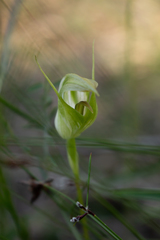 Pterostylis acuminata