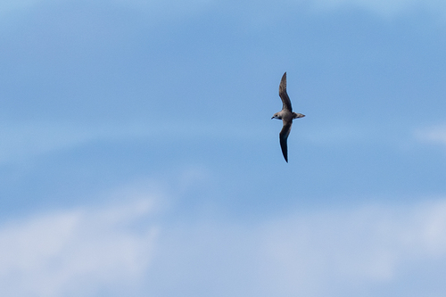 Desertas Petrel (Pterodroma deserta), photo 7