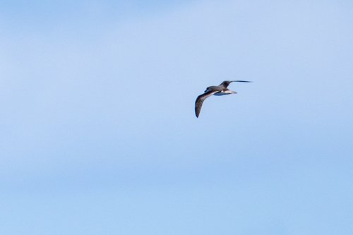 Desertas Petrel (Pterodroma deserta), photo 8