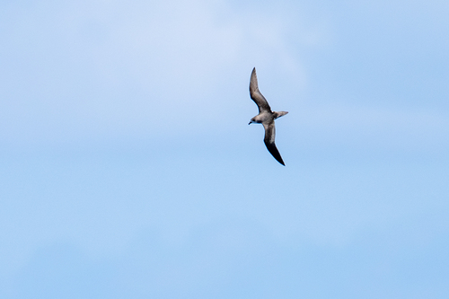 Desertas Petrel (Pterodroma deserta), photo 9