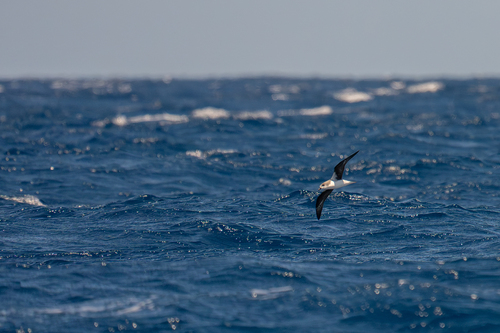 Desertas Petrel (Pterodroma deserta), photo 10