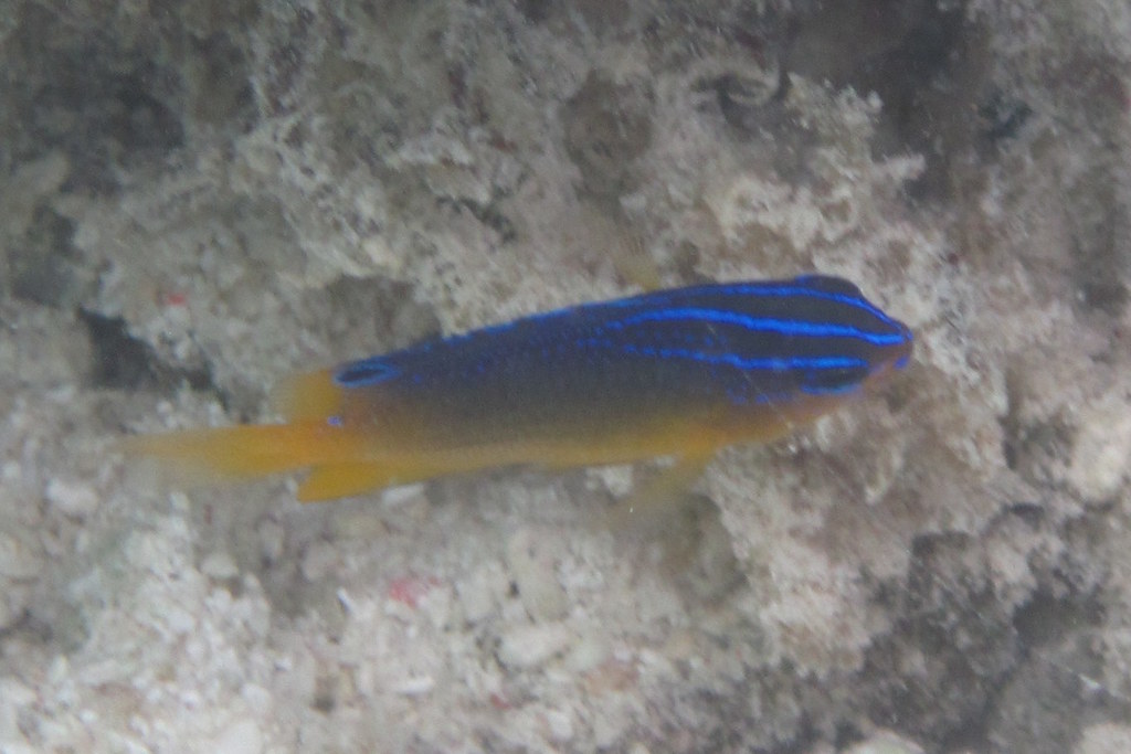 Bluespot Damsel