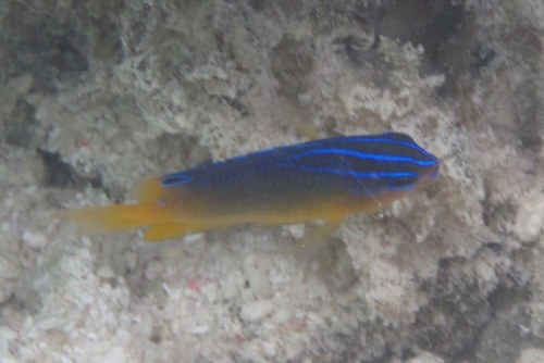 Bluespot Damsel