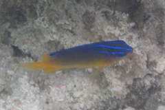 Pomacentrus grammorhynchus