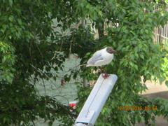 Chroicocephalus ridibundus