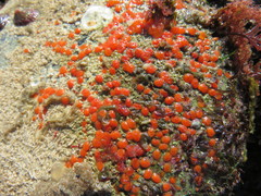 Metandrocarpa taylori