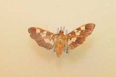 Phostria oajacalis