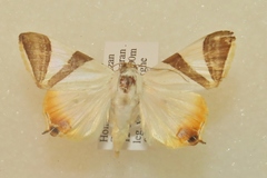 Eulepidotis rectimargo