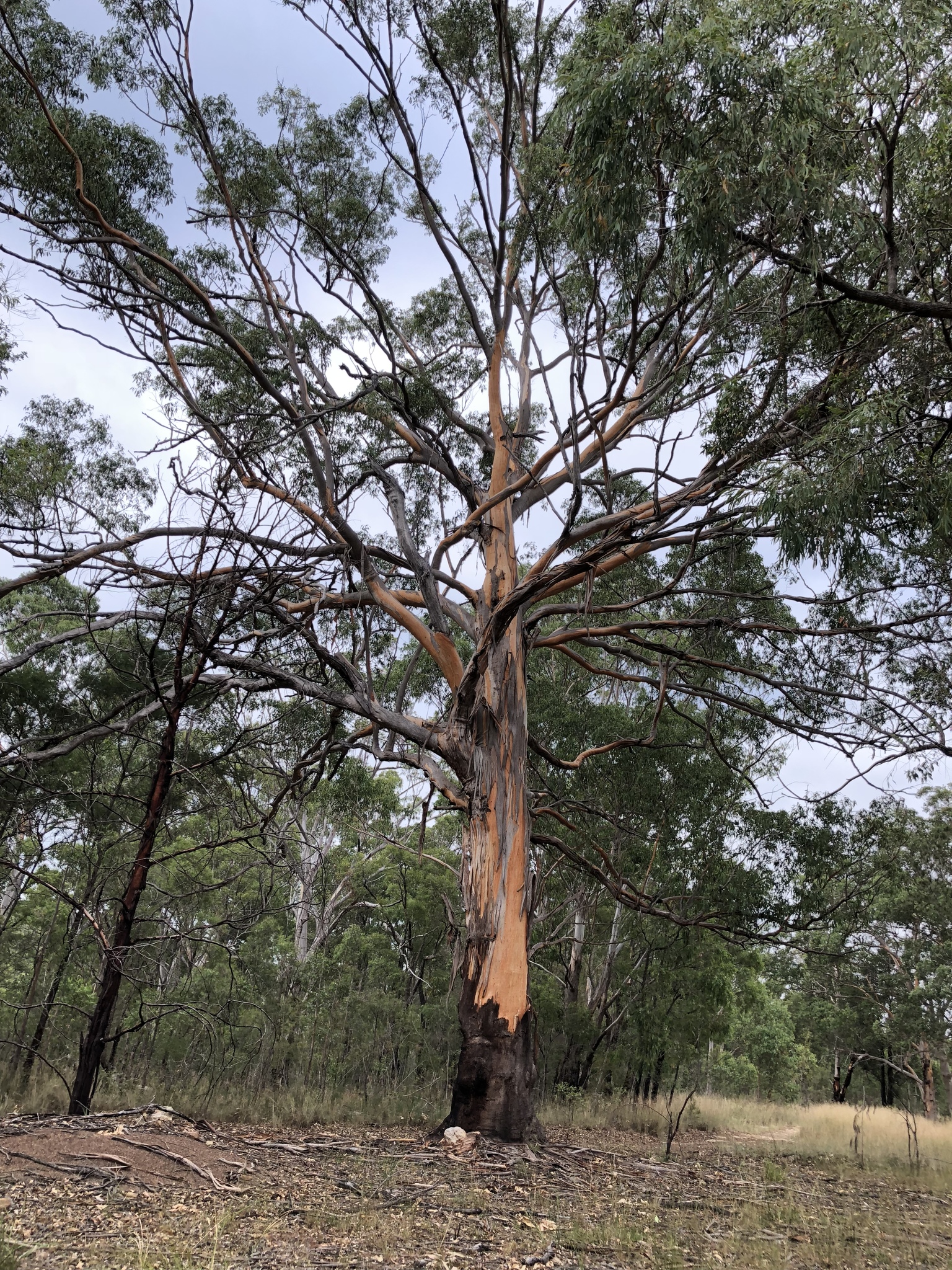 Eucalyptus punctata