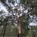 Eucalyptus punctata - Photo (c) polyscias099,  זכויות יוצרים חלקיות (CC BY-NC)