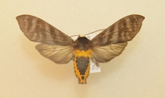Pachydota iodea