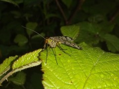 Panorpa meridionalis