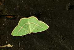 Comostolopsis stillata