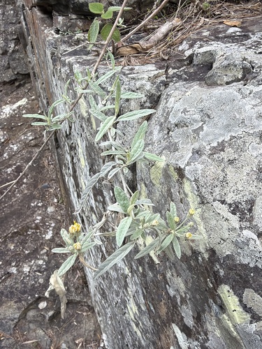 Olearia canescens, photograph 6