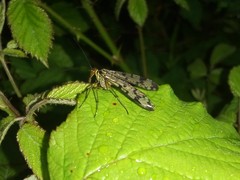 Panorpa meridionalis