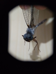 Zyxomma obtusum