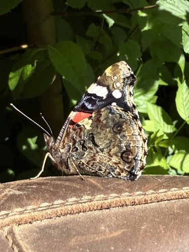 Red Admiral