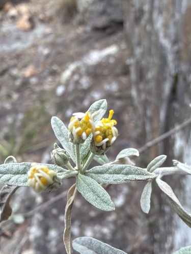Olearia canescens, photograph 5