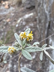 Olearia canescens, photograph (c) Martin Hannan-Jones, some rights reserved (CC BY)