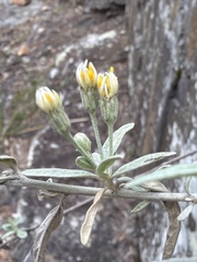 Olearia canescens, photograph (c) Martin Hannan-Jones, some rights reserved (CC BY)