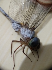 Zyxomma obtusum