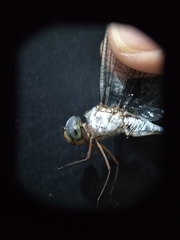 Zyxomma obtusum