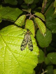 Panorpa meridionalis