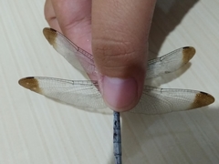 Zyxomma obtusum