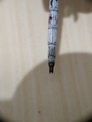 Zyxomma obtusum