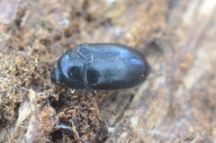 Attagenus schaefferi