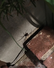 Latrodectus geometricus