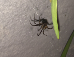 Latrodectus geometricus
