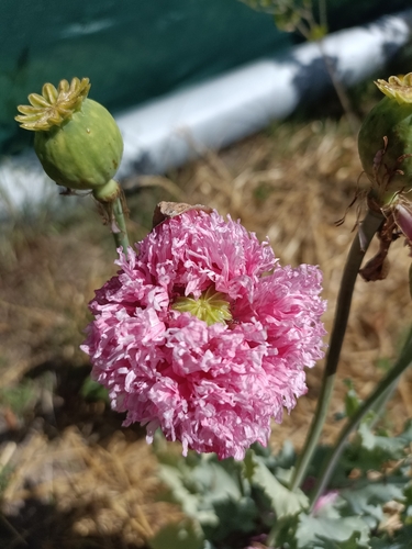 opium poppy
