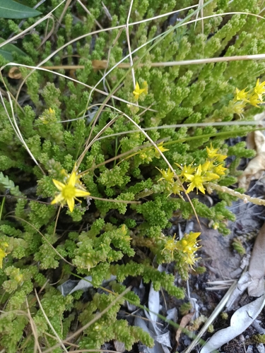 Biting Stonecrop