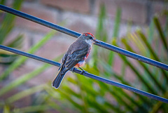 Pyrocephalus rubinus obscurus