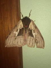 Dirphiopsis multicolor