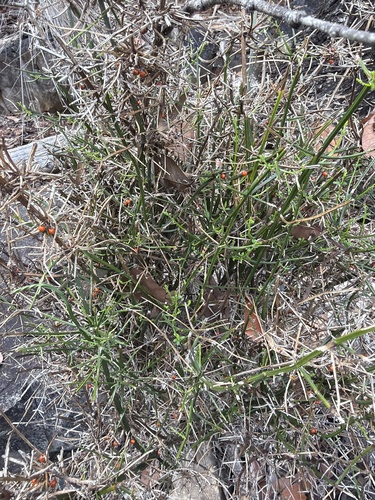 Teucrium junceum, photograph 5