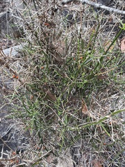 Teucrium junceum, photograph (c) Martin Hannan-Jones, some rights reserved (CC BY)