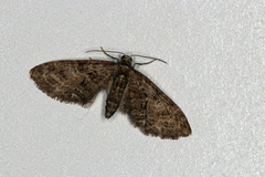 Eupithecia abbreviata