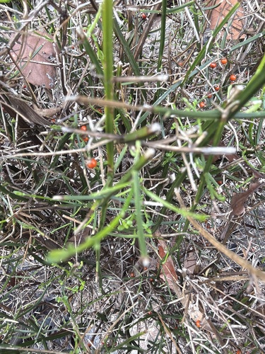 Teucrium junceum, photograph 6