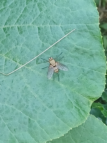 Dexia rustica