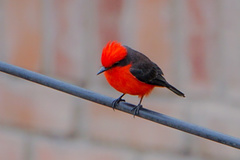 Pyrocephalus rubinus