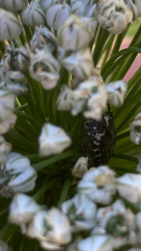 Mediterranean Spotted Chafer