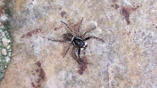 Half-edged Wall Jumping Spider
