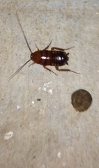 Blattodea