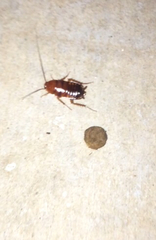 Blattodea