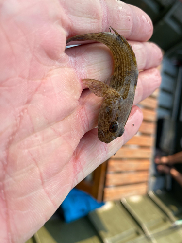 Frillfin Goby