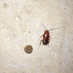 Blattodea
