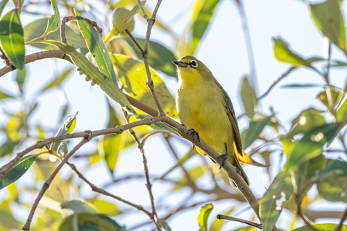 Canary White-eye (Zosterops luteus)