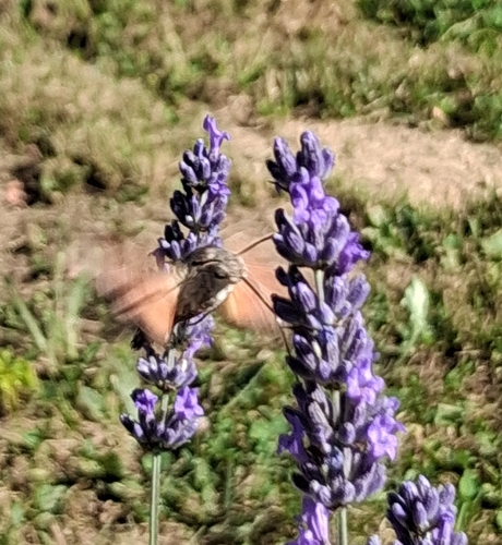 Eurasian Hummingbird Hawkmoth